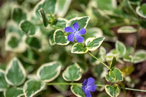 is vinca major a perennial.